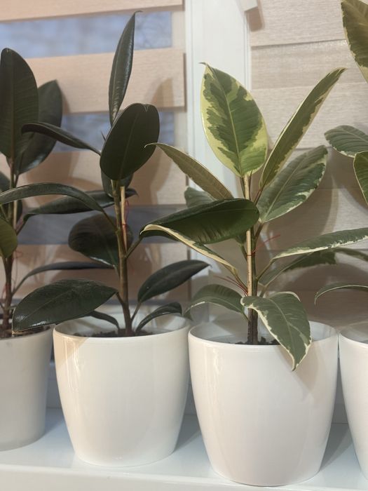 Фікус Тінекі, Беліз, Абіджан (TINEKI, BELIZE,  ELASTICA ABIDJAN)