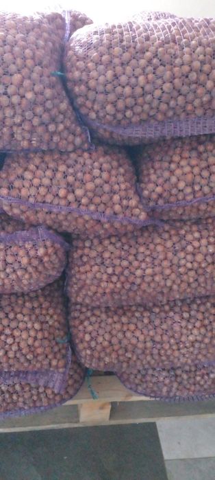 Горіх фундука урожай 2025р