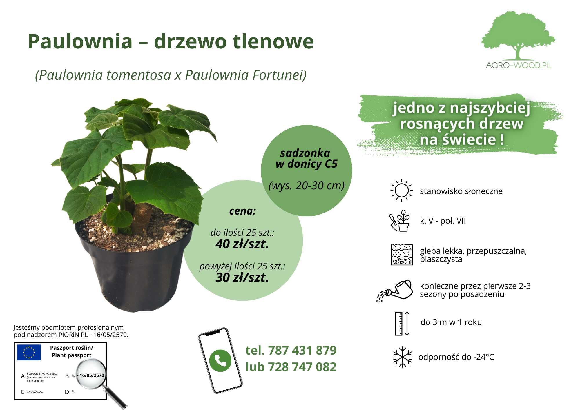 Sadzonki paulowni drzewo tlenowe H9503 - pniak jednoroczny - donica C5