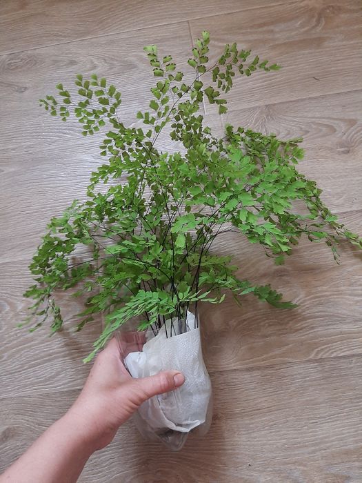 Адіантум (Венерине волося)