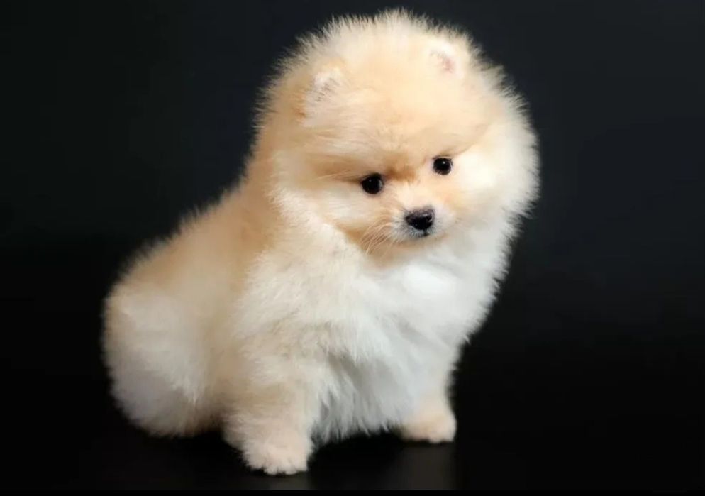 Лапочки лапули мини