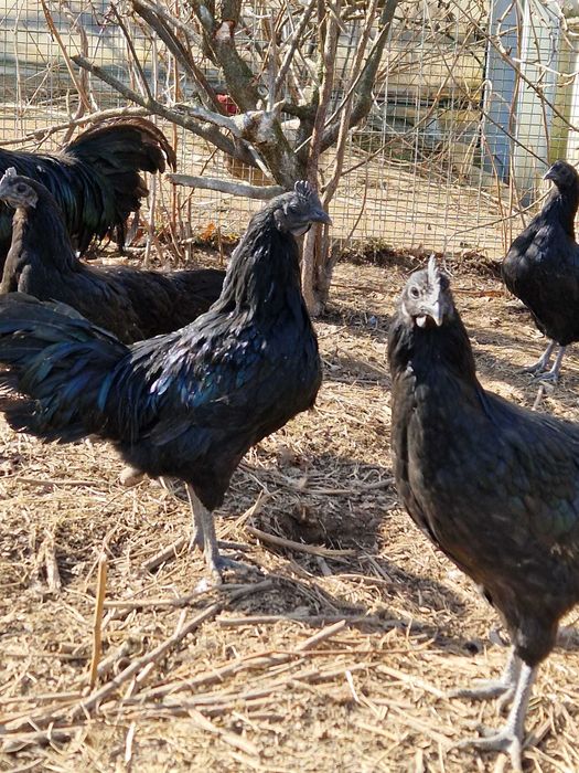 Kogut i kura ayam cemani pary