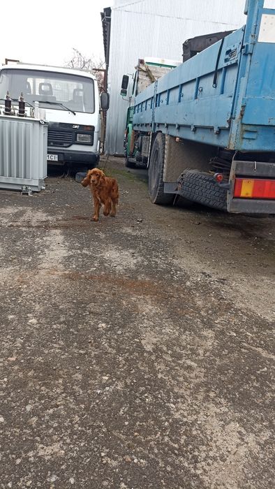 Знайдено собачку. Після вибухів забігла на базу по вул вел. кільцева 4