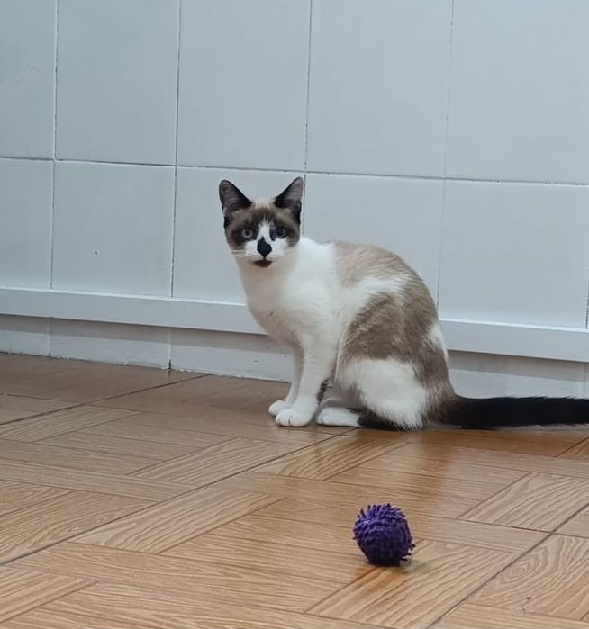 2 gatas para adoção conjunta