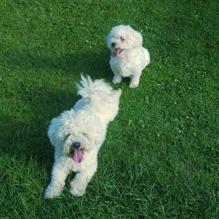 Bichon Frise > piesek.