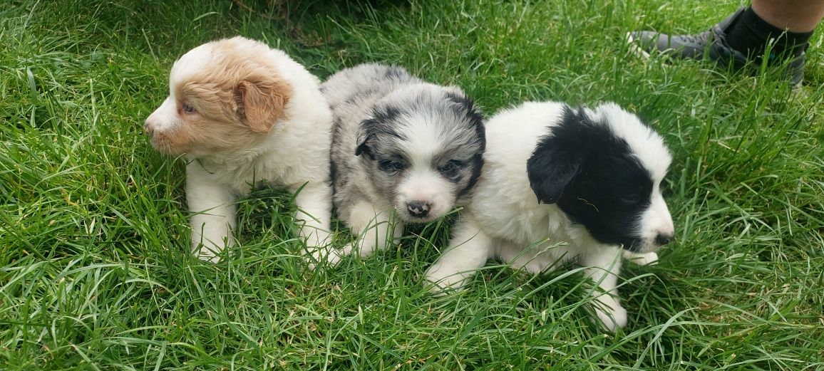 Border Collie szczeniak