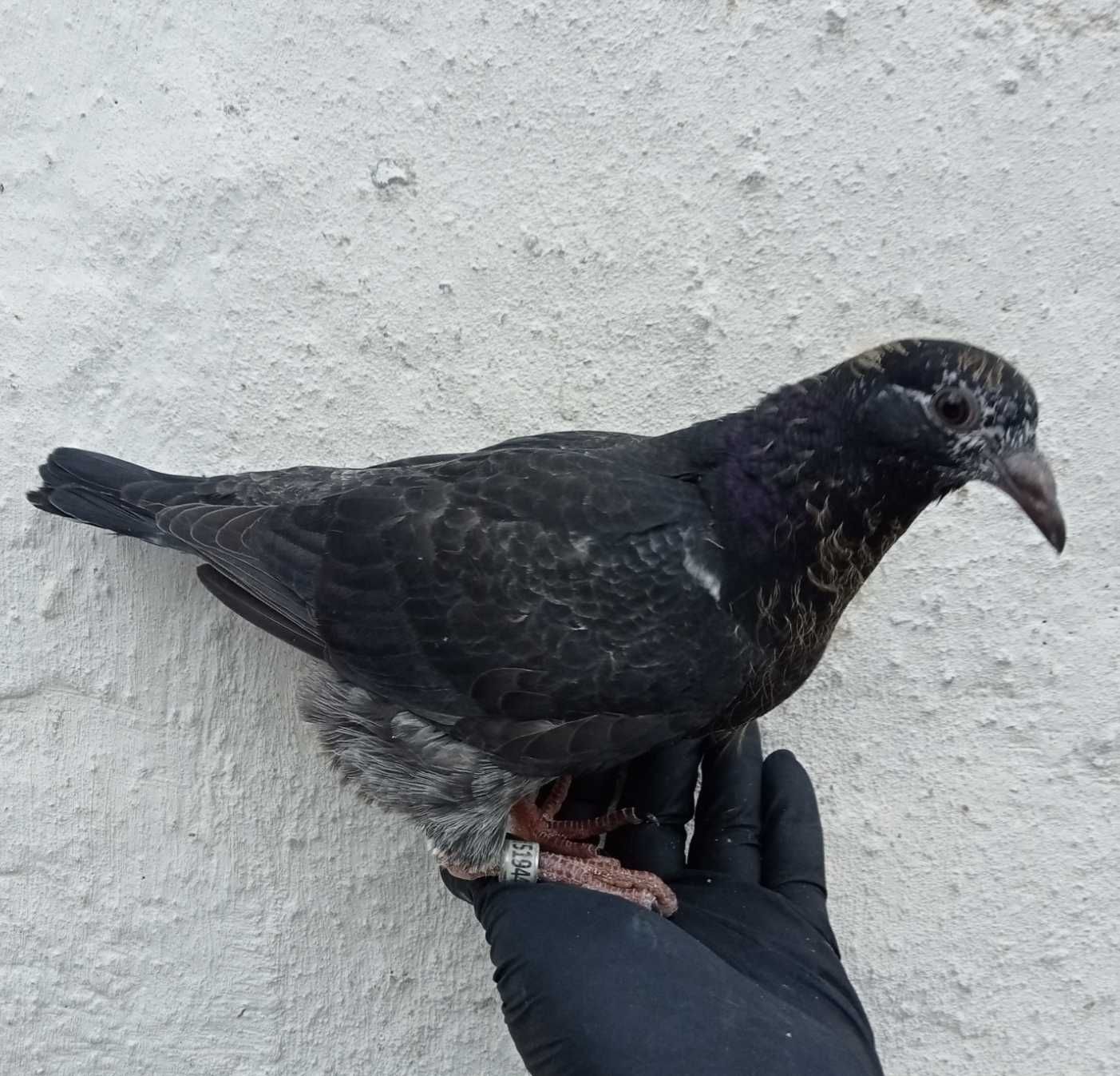 Lindo pombo correio borracho