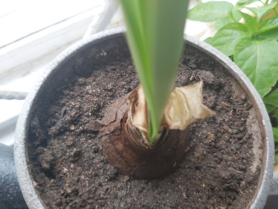 Амариліс цибулини