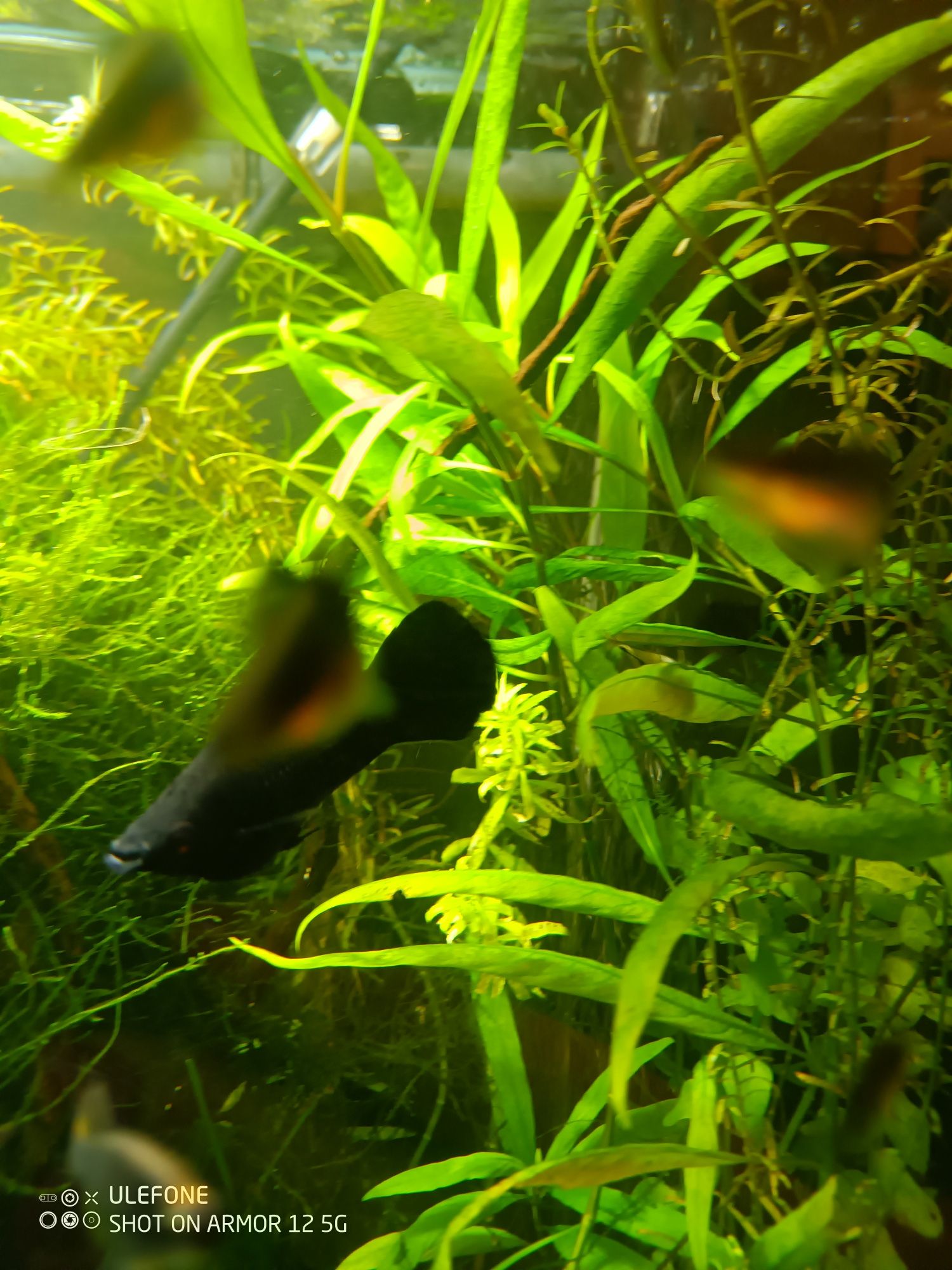 Molinezje Black Molly