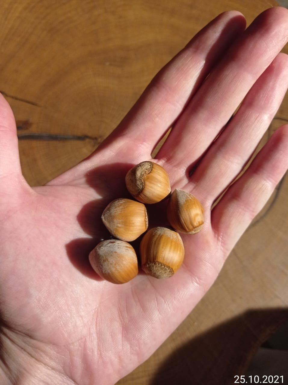 Саженцы саджанці фундука лесной орех лещина -Трапезунд 2-3-4 годичные