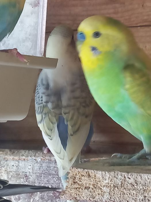 Sprzedam młode papużki faliste do oswojenia
