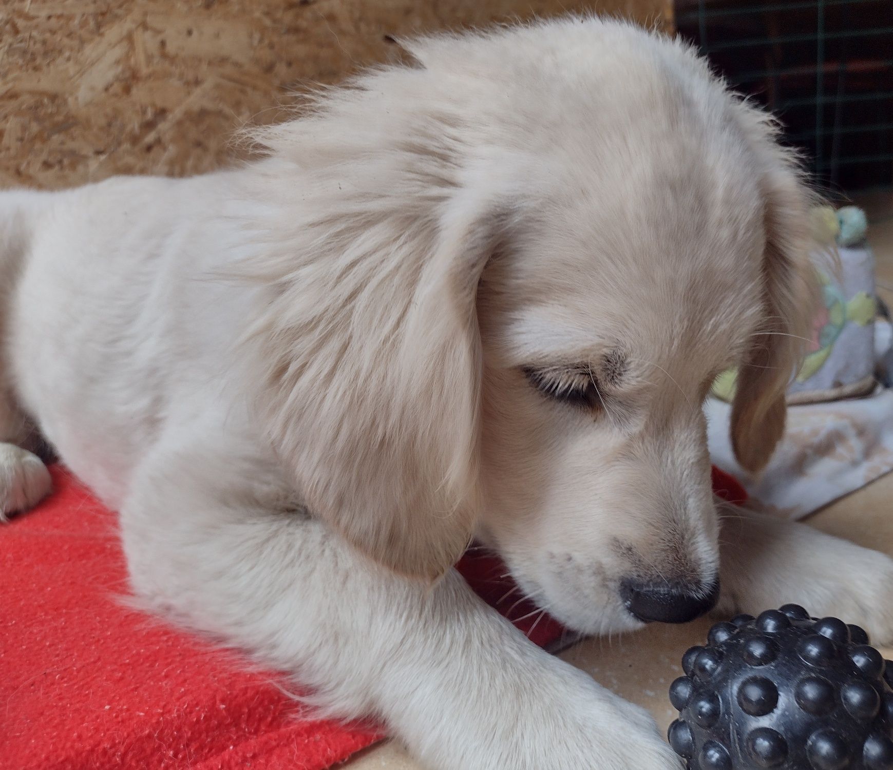 Golden Retriever suczka ZKwP/FCI