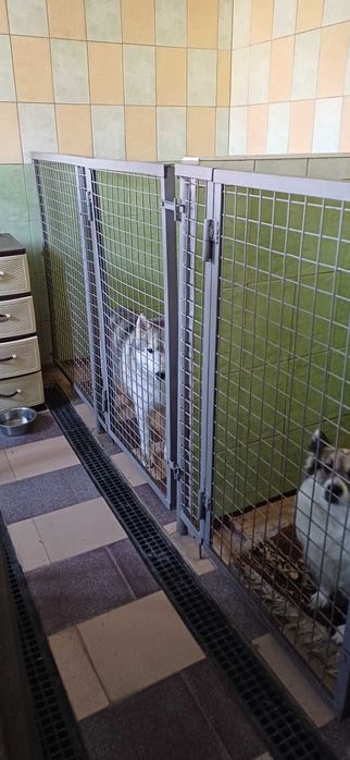 Затишний зооготель в Голосієво з професійною перетримкою собак і котів