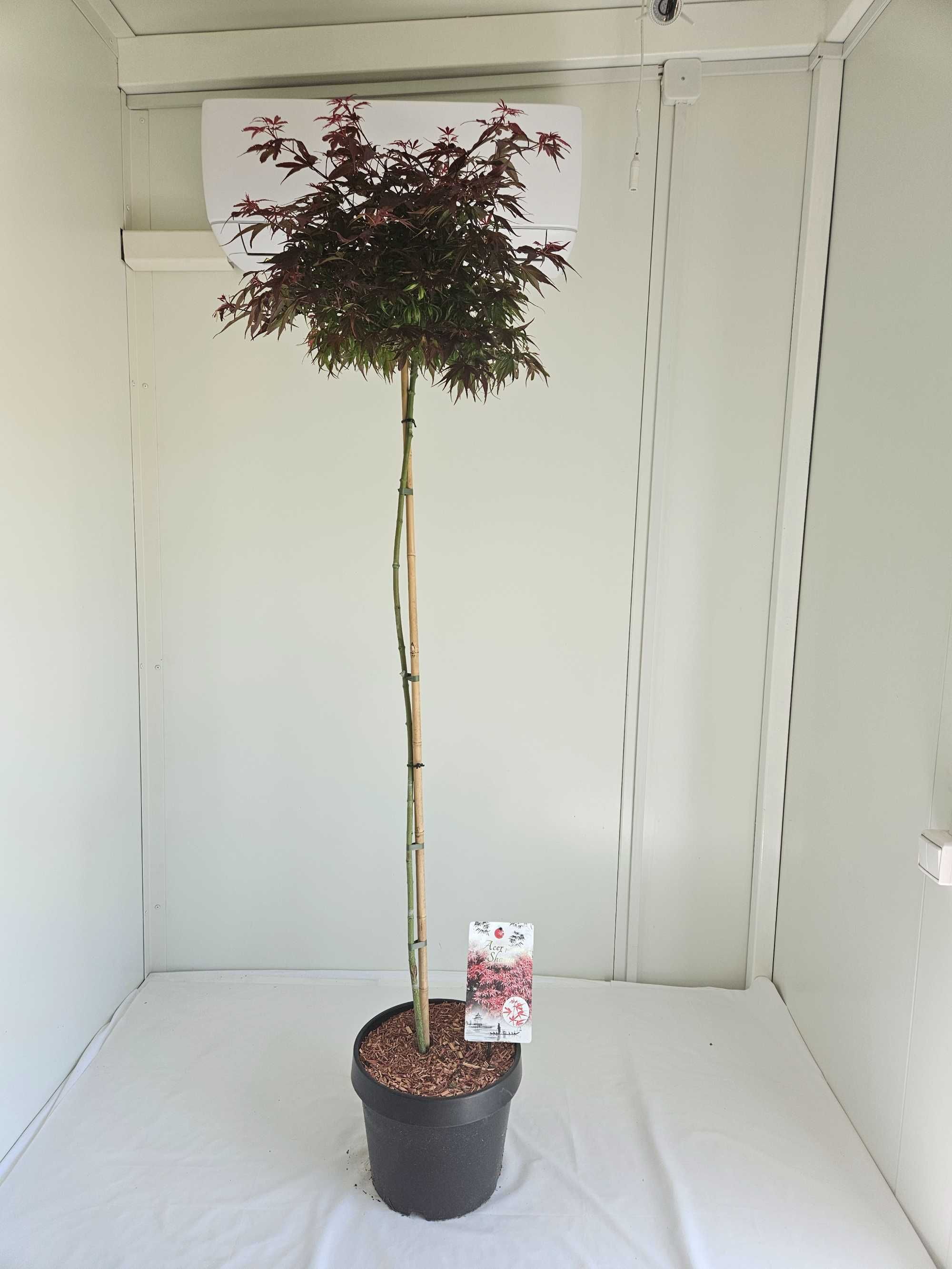 Klon palmowy szczepiony Shaina na pniu – Acer palmatum 'Shaina'