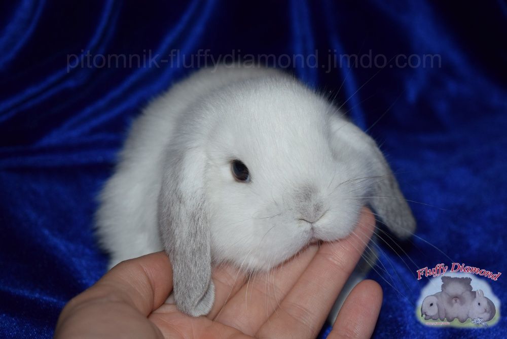 Кроленята з розплідника. Нідерландські висловухі кролики. Вакциновані.