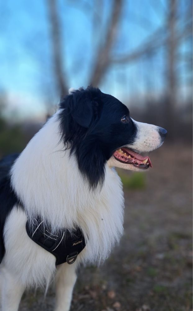 Piękny reproduktor border collie FCI ZKwP Zlatan Vanilla Heaven