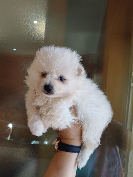 Spitz alemão menino