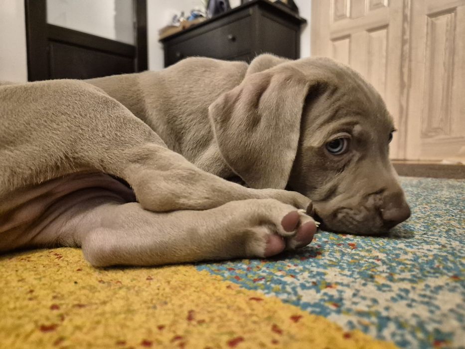 Szczenię wyżeł weimarski Cotar Canis Wrocław ZKwP FCI