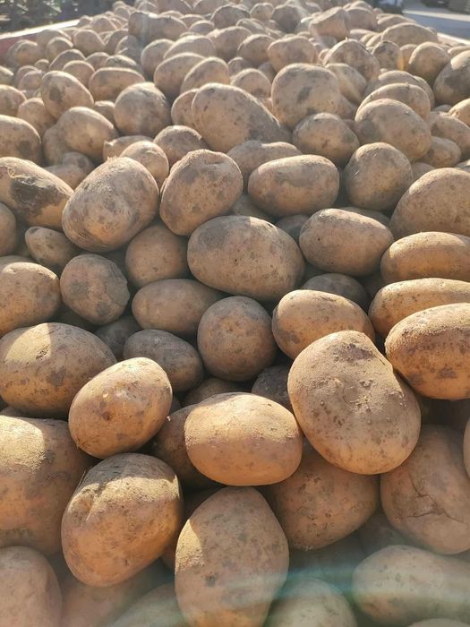 Ziemniaki mix jadalne i paszowe Soraya