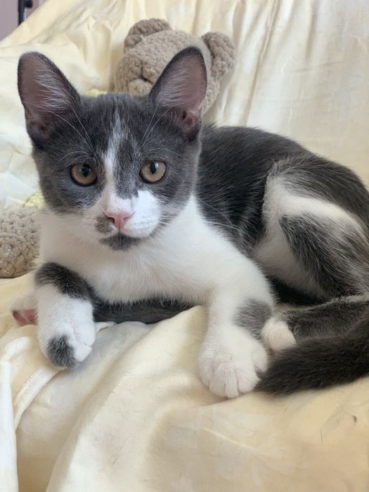 Кошеня хлопчик кіт котик сірий шукає дім в добрі руки