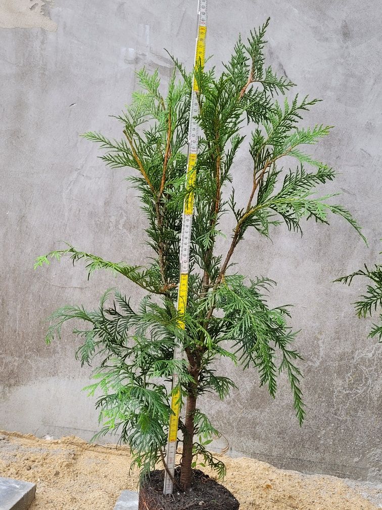 Thuja tuja Martin 1m ładniejsza niż Brabant piękny żywopłot PROMOCJA