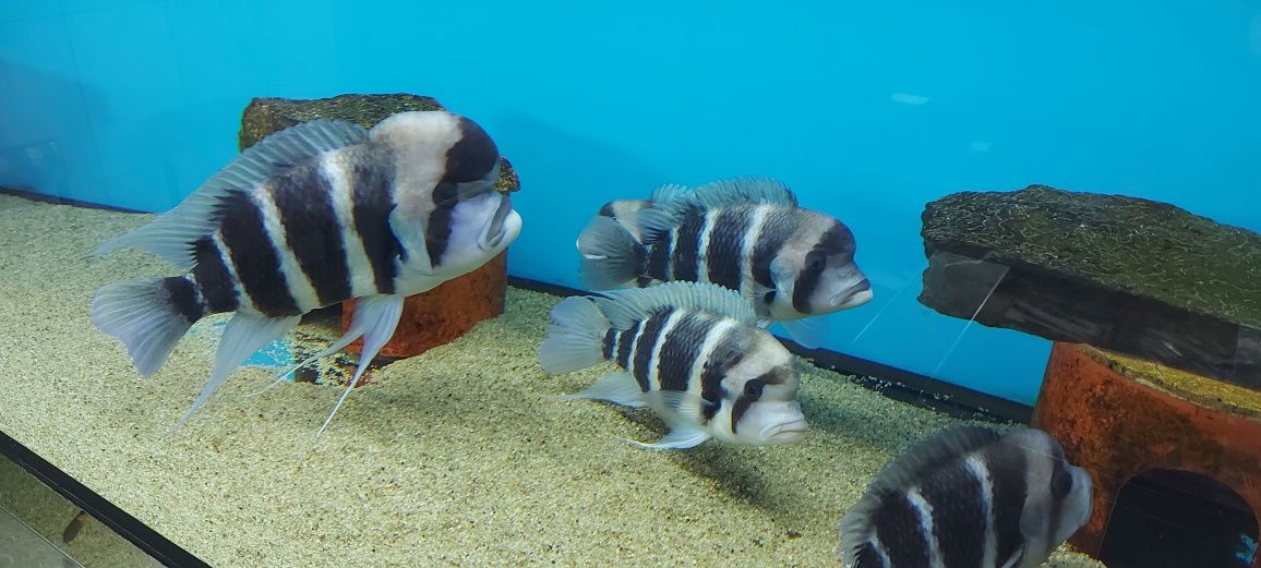 Pyszczaki Cyphotilapia Frontosa Burundi Tanganika Malawi