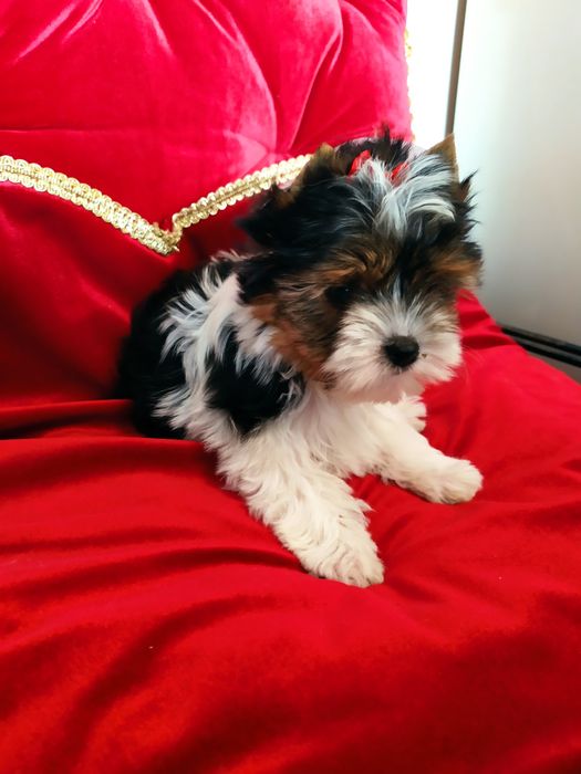 Cudownej urody suczka z metryką ZkwP/FCI Biewer Yorkshire terrier.