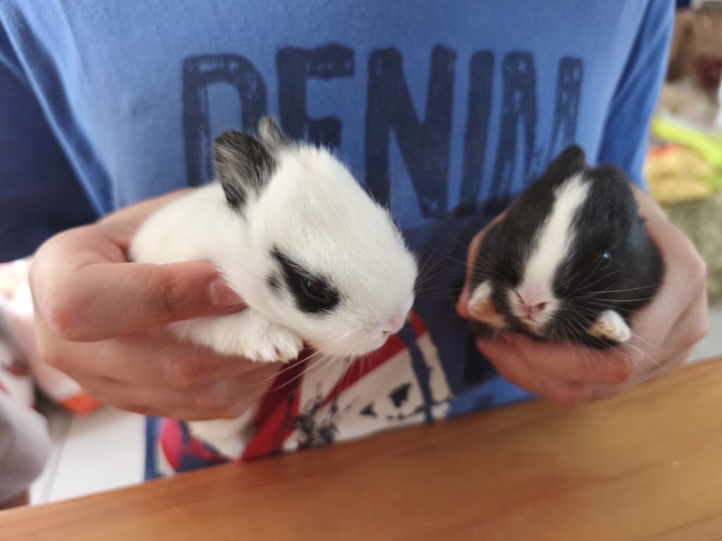 Coelhos anões lindos