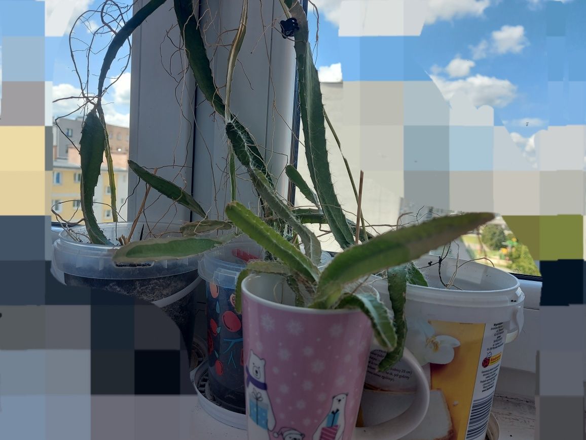 Kaktus Pitahaya za darmo