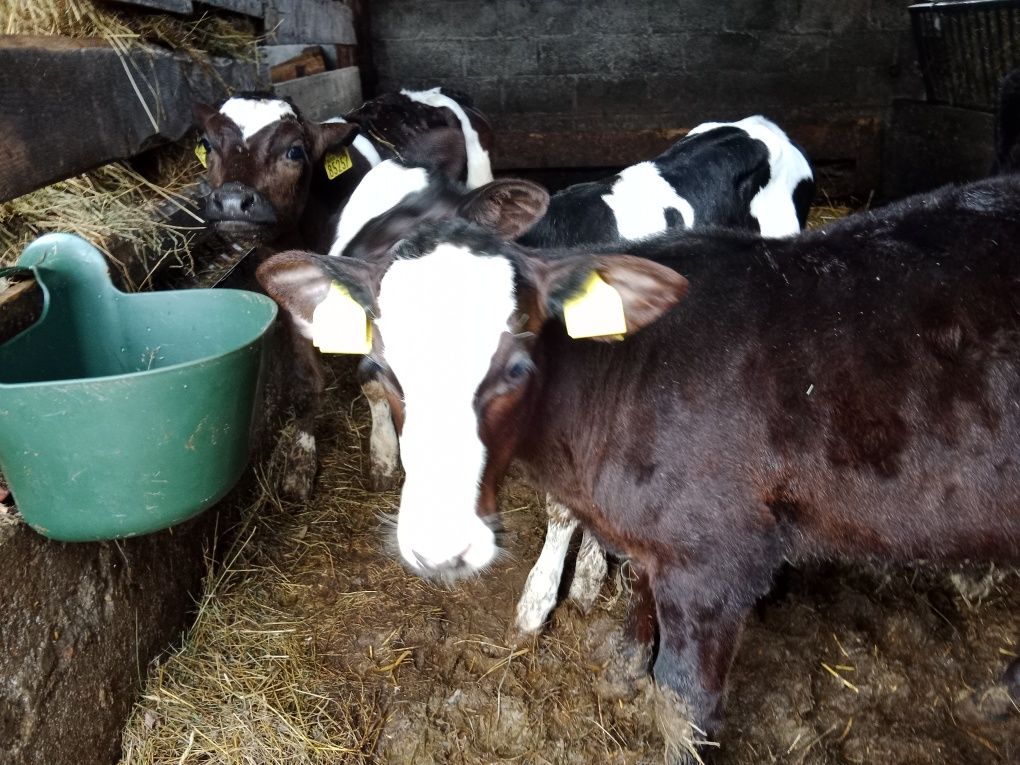 2 jałoszki i 5 byczków mm