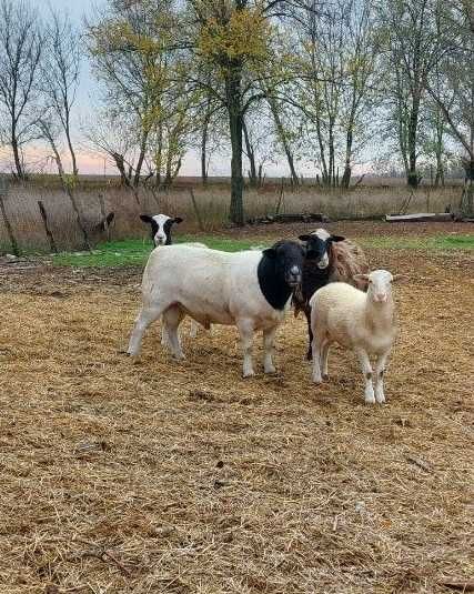 Продам племіного барана Дорпер