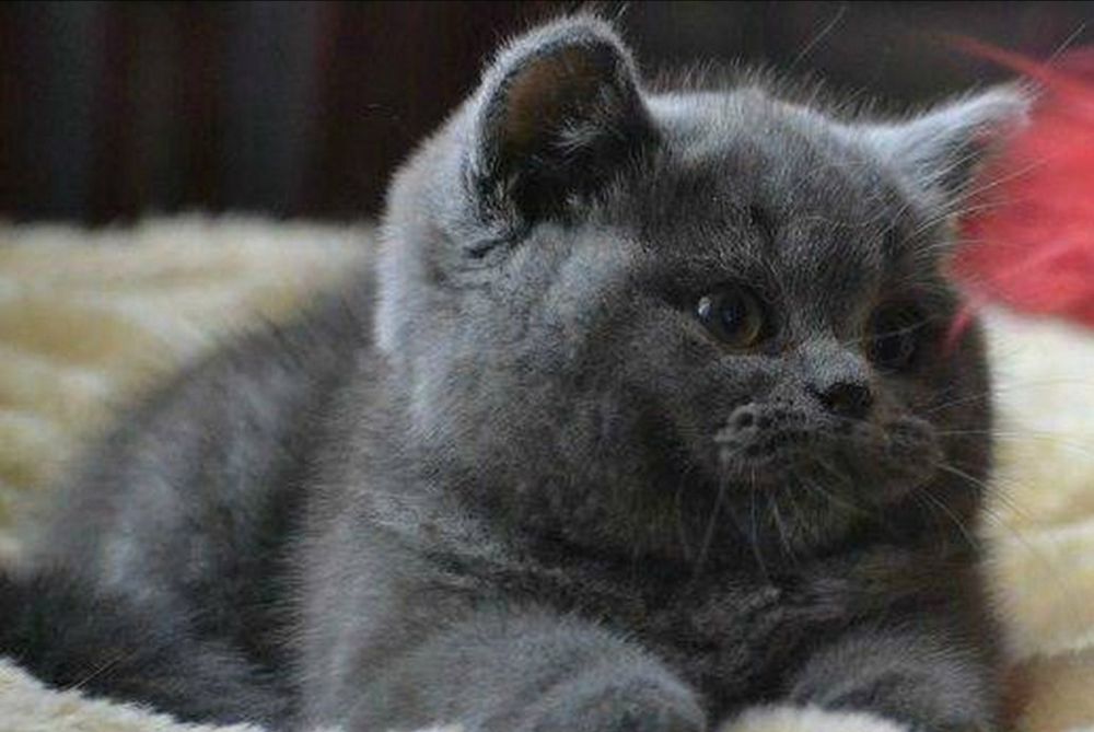 Плюшевые мальчишки с документами, для Вас))