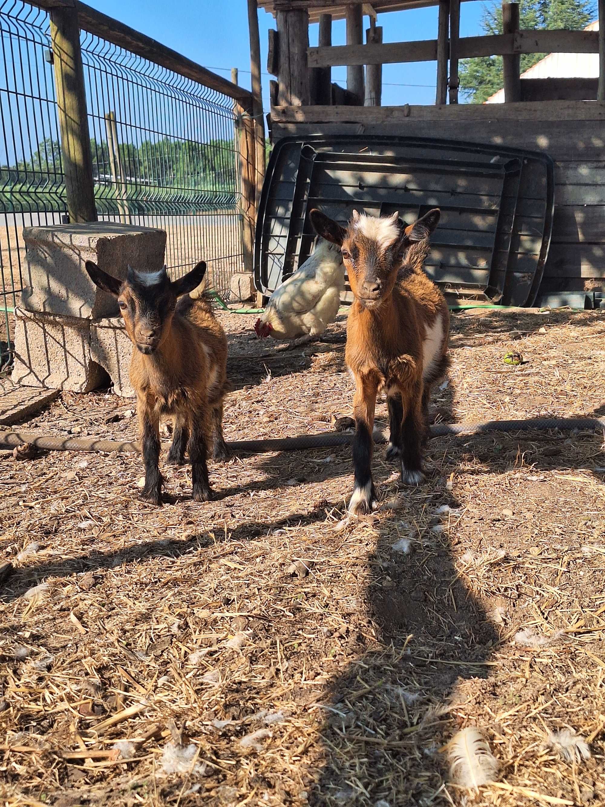 Cabras anãs com 3 meses