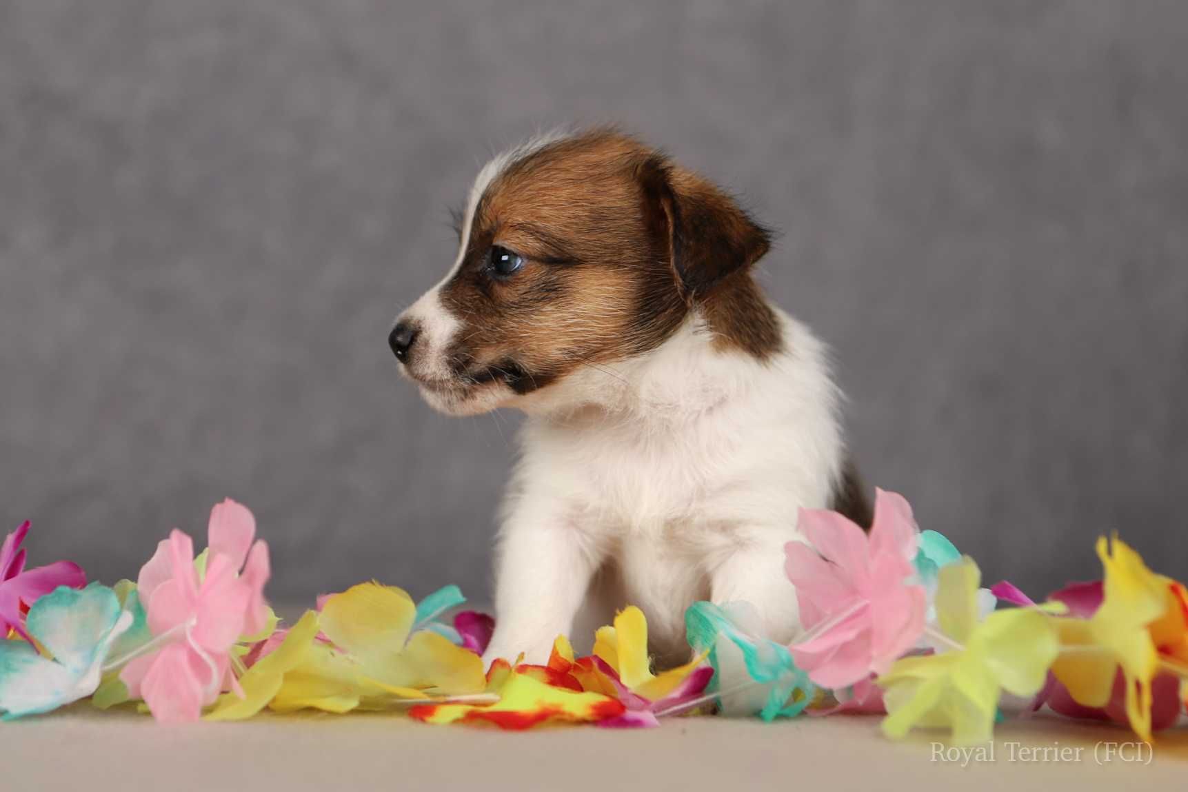 piesek Jack Russell terrier ZKWP/FCI szorstkowłosy