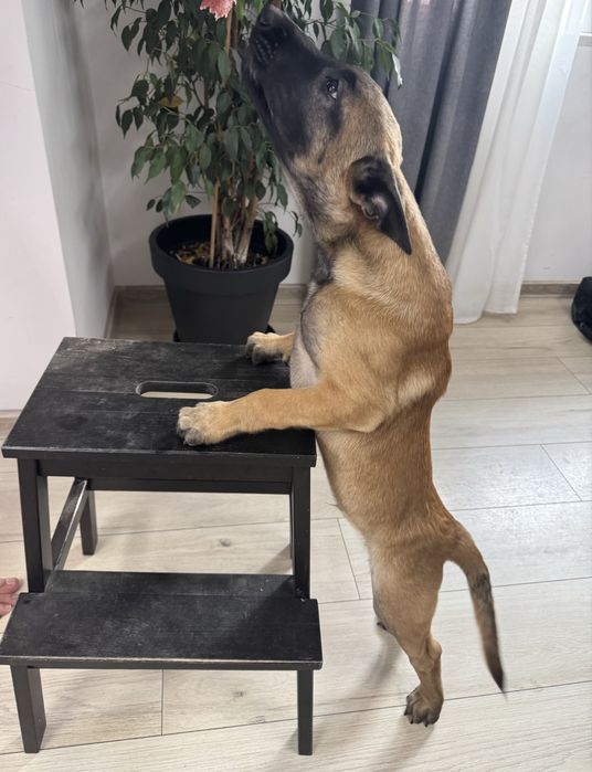 Artego Szczeniak Owczarek Belgijski Malinois FCI