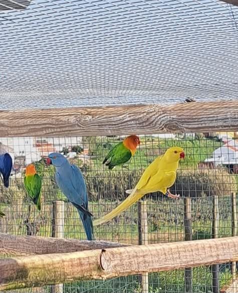 Ring necks 2023 aves prontas a criar
