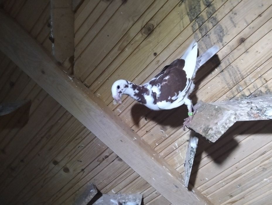 Niemieckie wystawowe para i młody cena za całość