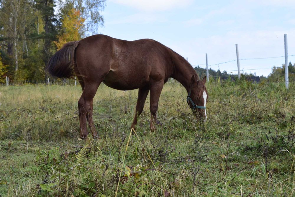 Ogierek 1,5 roku APH American Paint Horse