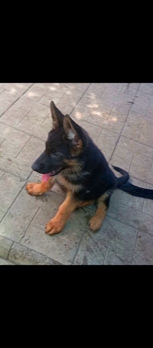 Щенки девочки стандарт