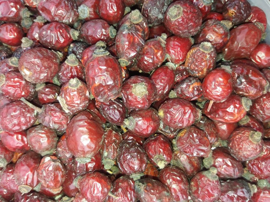 Шиповник урожай 2024 года