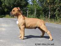 amstaff szczeniak
