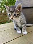Kotek do adopcji