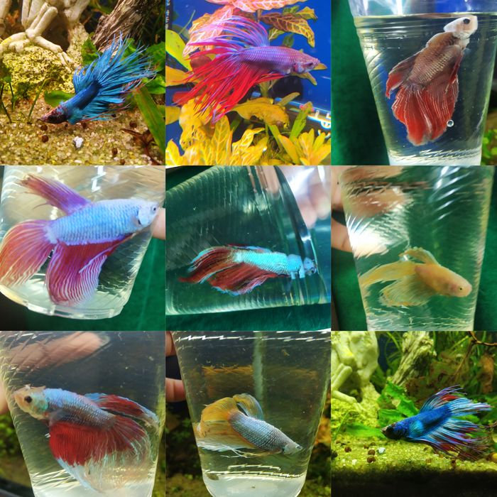 Петушок!Большой выбор:вуаль,корона,супердельта,дамбо,халфмун,плакат