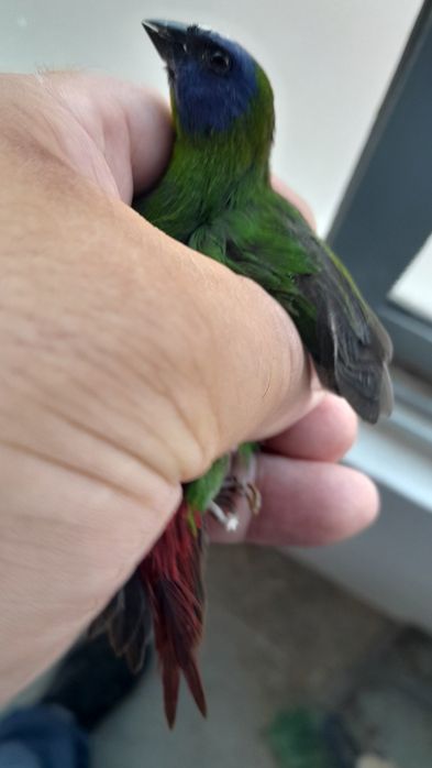 Diamante Tricolor