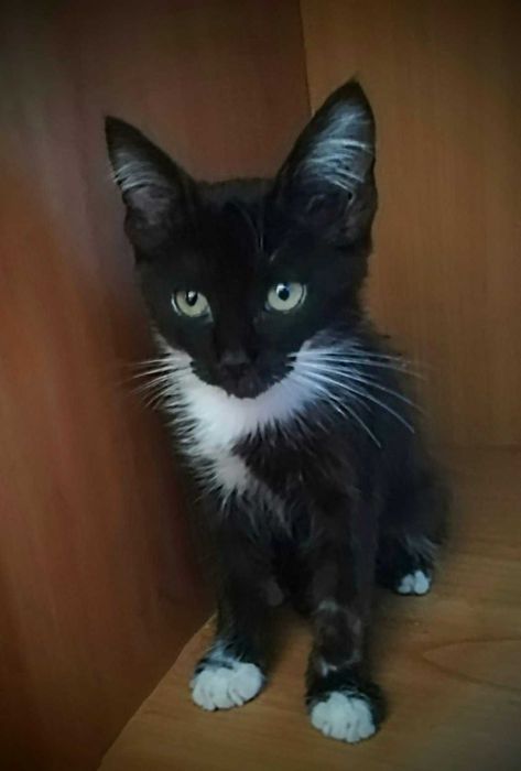 Котенок Феликс, возраст около 2, 5 месяца, ищет дом!