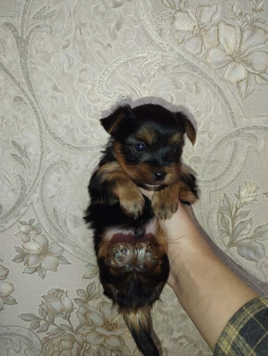 Щенята йорків ,йорчики