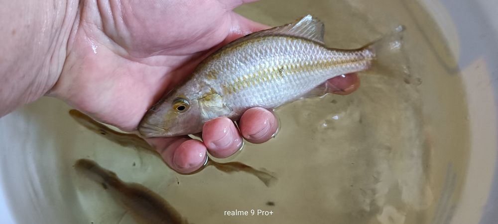 Dimidiochromi compressiceps