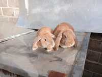 Króliki królik baranek baran francuski i miniatura miniaturki