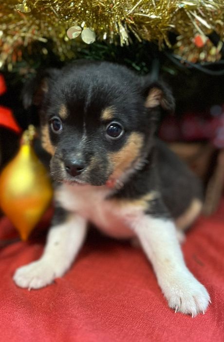 Imbir psie dziecko szuka domku z sercem