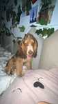 Cocker spaniel 4 mies